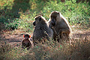 Picture 'KT1_12_17 Olive Baboon, Kenya, Amboseli'